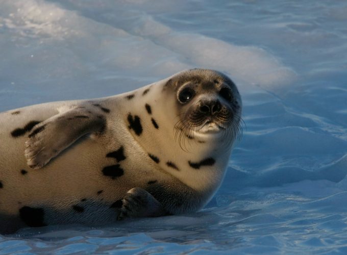 Wallpaper Seal pup, Atlantic Ocean, snow, funny, Animals 850747502